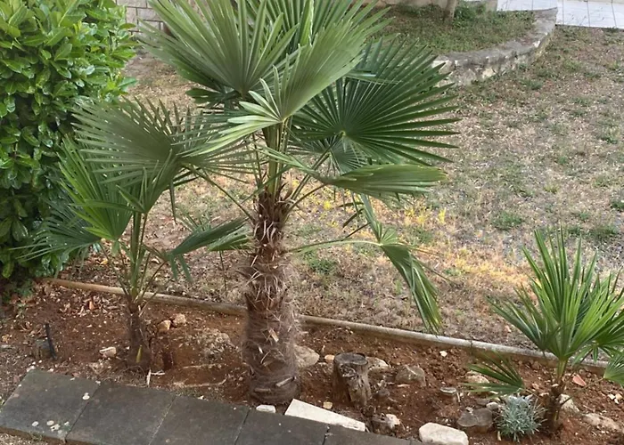 Maremio Apartamento *